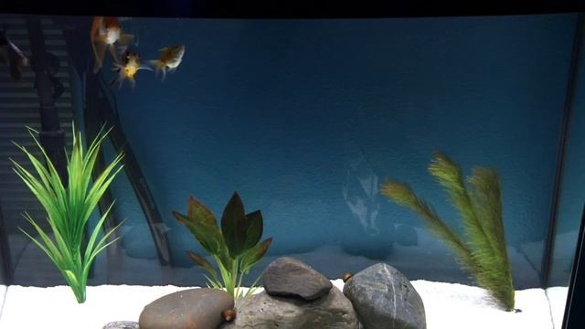 Goldfish Tankmates смотреть онлайн