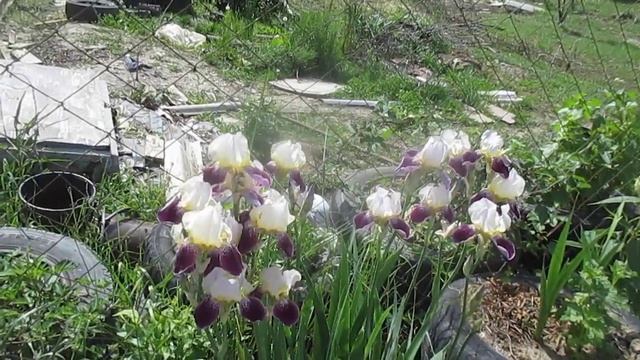 Ирис сорта Нибелунги смотреть онлайн