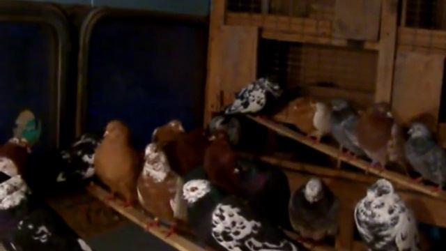 CIMG0036 Свердловские. День последнего приюта. смотреть онлайн