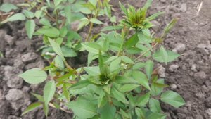 Вірідіфлора ( Rosa Viridiflora )