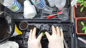 Пикировка синего шалфея– выращивание сальвии НЬЮ ДАЙМЕНШН БЛЮ. Выращивание рассады шалфея из семян