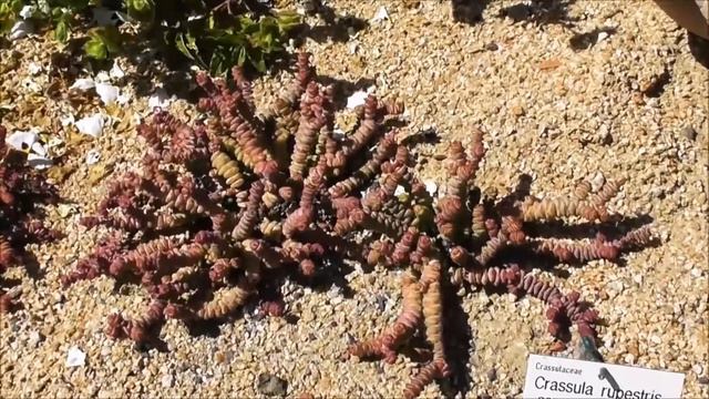 Crassula rupestris ssp. marnieriana: Jade Necklace/Chinese Pagoda/Worm Plant - Felsen-Dickblatt смотреть онлайн
