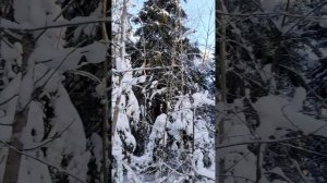 зима мама