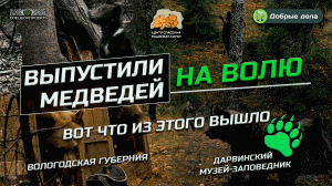 СпецДорПроект выпускает медвежат на волю