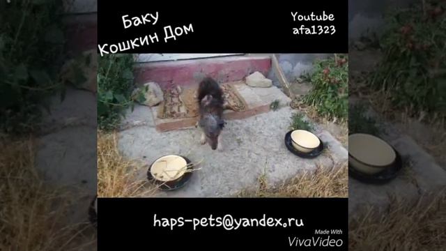 Кошкин Дом в Баку, Приют покалечанных и брошенных.. смотреть онлайн