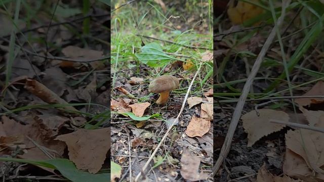 Моховик крепкий ,бархатный .Xerocomus pruinatus . смотреть онлайн