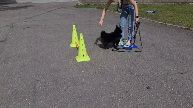 Гиперактивный Шипперке Амир/Первое занятие смотреть онлайн