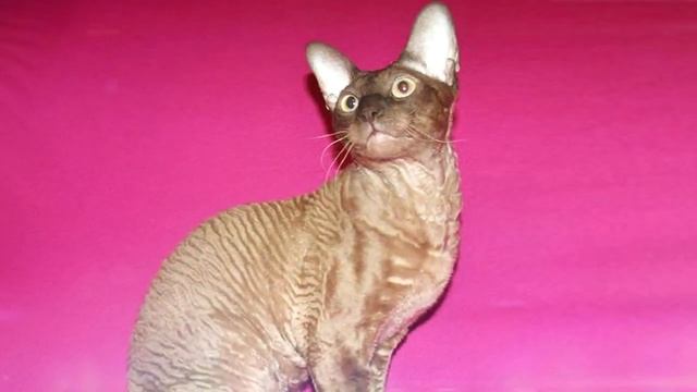✔ Корниш-рекс - первая короткошёрстная кучерявая кошка, которую увидел мир