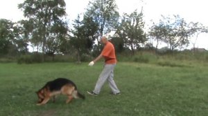 Дрессировка немецкой овчарки. Команда Апорт