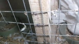 Белые голуби в нашем питомнике. Племенные пары сезона 2023. Николаеские голуби.