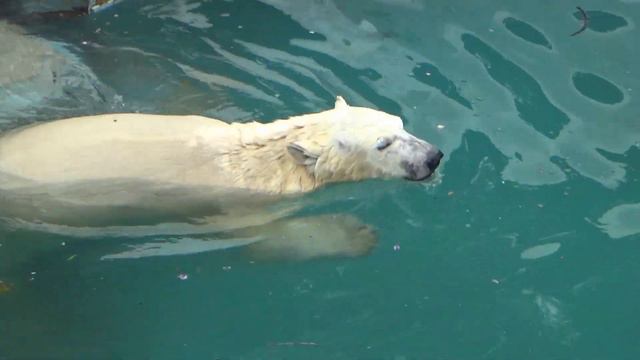 みどり熊に変身したシロクマの母娘💗【天王寺動物園】