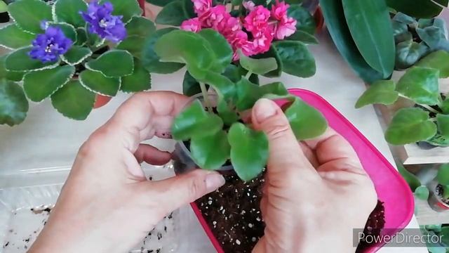 ПЕРЕСАДКА ФИАЛОК в свежий грунт. КОГДА пересаживать, РАЗМЕР ГОРШКА, КАКОЙ ГРУНТ.//Новичкам! смотреть онлайн