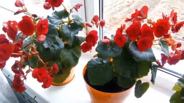 Как ухаживать за БЕГОНИЕЙ ЭЛАТИОР. Begonia ELATIOR смотреть онлайн