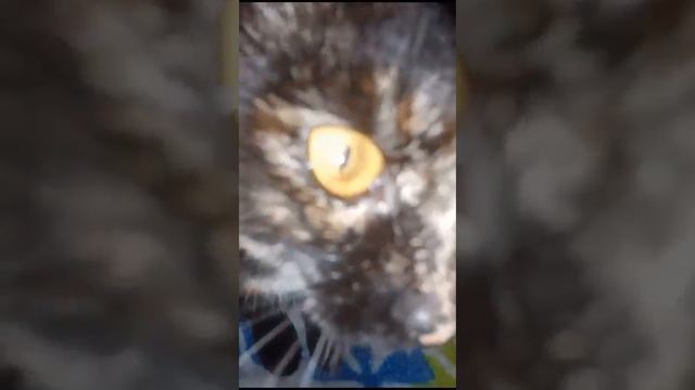 с добрым утром кошечка муся смотреть онлайн