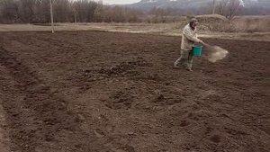 Посев люцерны с песком