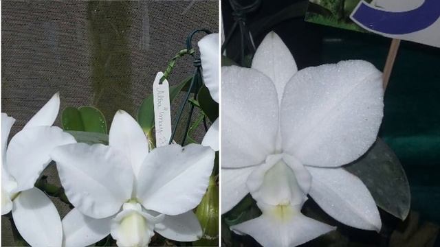 Cattleya Walkeriana alba "May Flower" смотреть онлайн