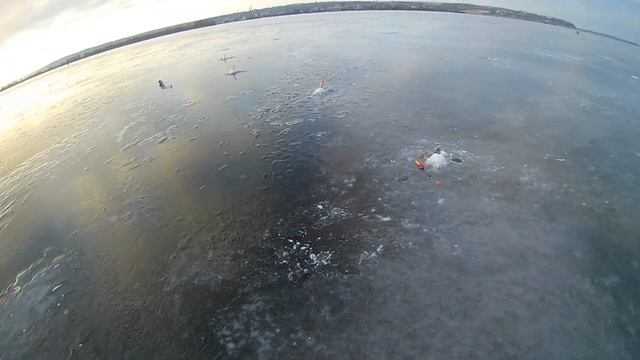 Рыбалка берша на тюльку. смотреть онлайн