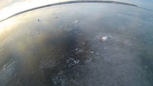 Рыбалка берша на тюльку.