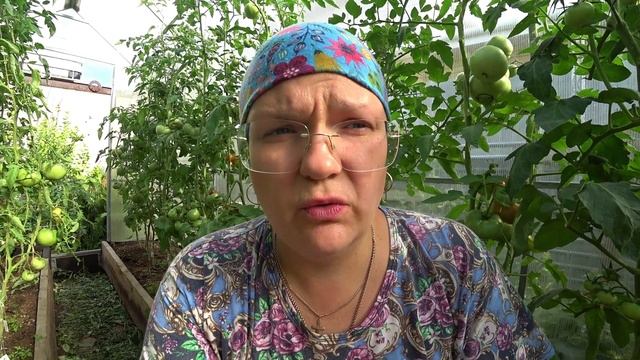 Не пустим фитофтору в теплицу смотреть онлайн