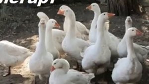 Лучшие гуси в домашнем хозяйстве