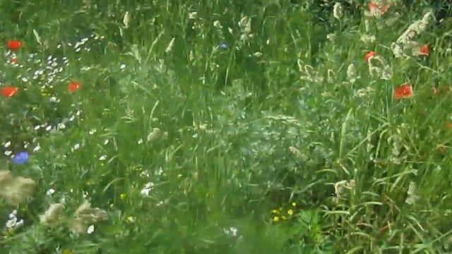 Полевые Цветы Маки Васильки Ромашки (Flowers. Daisies. Poppies) смотреть онлайн