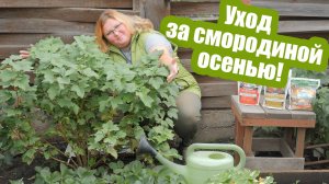 Главный уход за смородиной осенью! Как подкормить, обрезать и защитить смородину от болезней