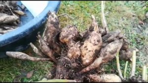 ГЕОРГИН МНОГОЛЕТНИЙ. УБИРАЕМ НА ЗИМУ