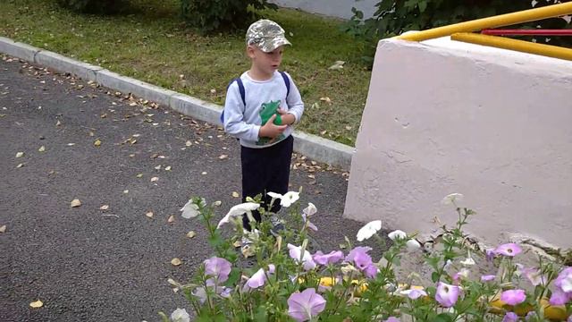 видео бабочка Колибри в Хакасии город Сорск