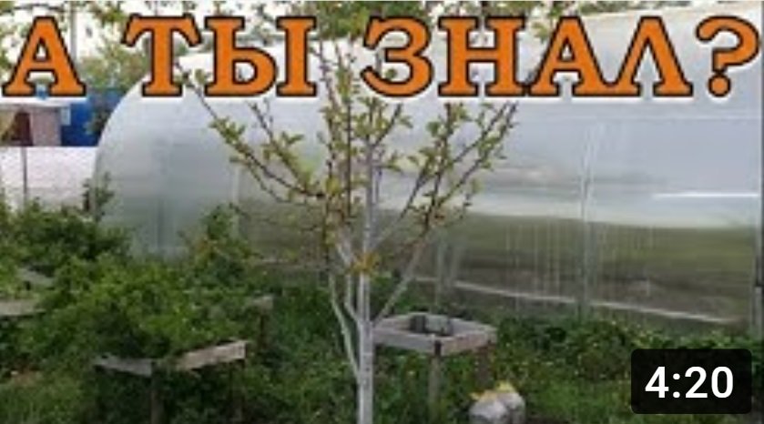 ЧЕРЕШНЯ - сажаем весной???