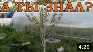 ЧЕРЕШНЯ - сажаем весной???