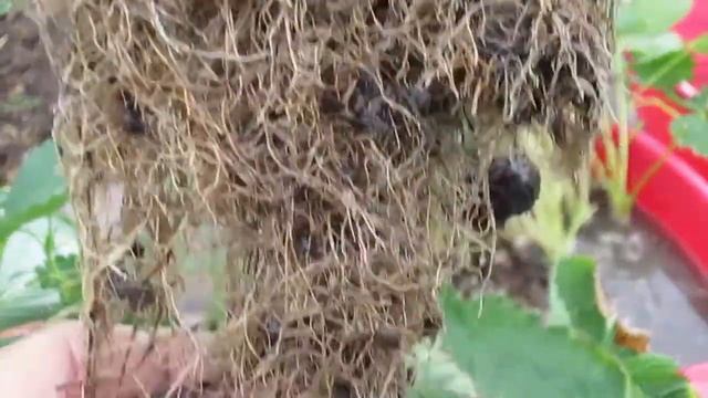 Вторая жизнь клубники Клери! Что надо делать! смотреть онлайн