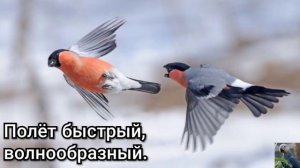 Обыкновенный снегирь, или снегирь (англ. Eurasian bullfinch)