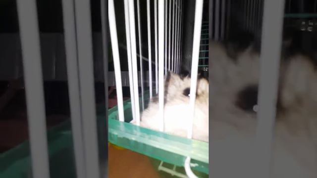 Это не хомяк, это ЧУДИЩЕ сейчас 4 часа утра смотреть онлайн