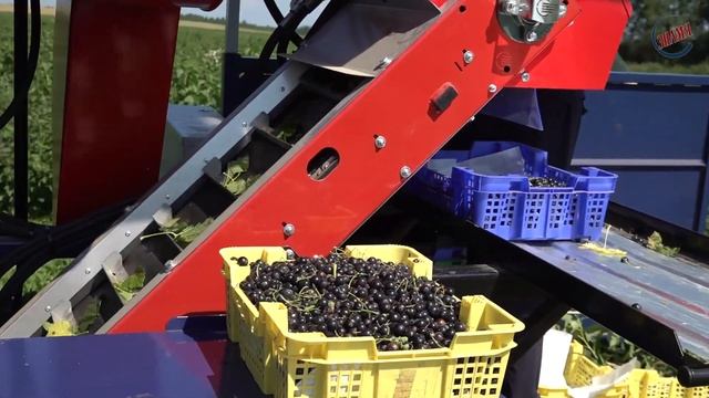 А вы видели, как чёрную смородину собирают комбайном? смотреть онлайн