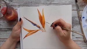 Watercolor strelitzia