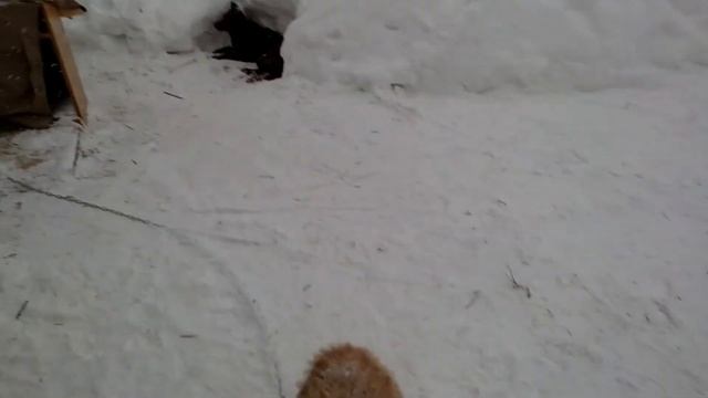 В деревне, катаемся на лыжах. смотреть онлайн