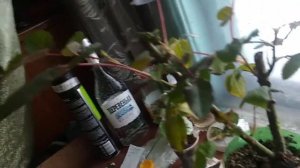 Укореняю чайно-гибридную розу по своему способу.
