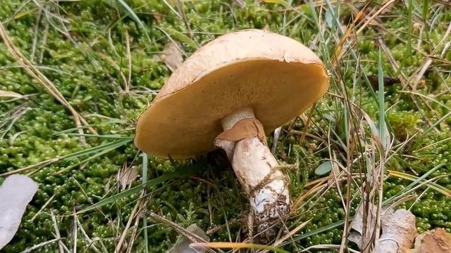 Maślak Zwyczajny (Suillus Luteus)