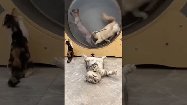 He knows, how to relax
