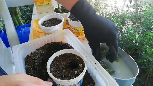 Experiment on cactus propagation смотреть онлайн