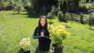 Last Plant Haul of the Season | Smokebush, Liatris, Hosta, Sedum | Serenity Now Garden