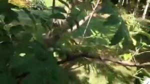 Груши на рябине