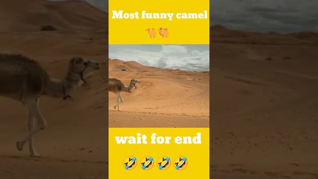 Camel walking in the desert funny video 😂😂😂#short#shortvideo