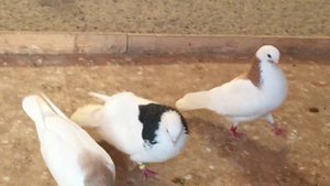 Гусь-Хрустальный;голуби Владимира Шуралева