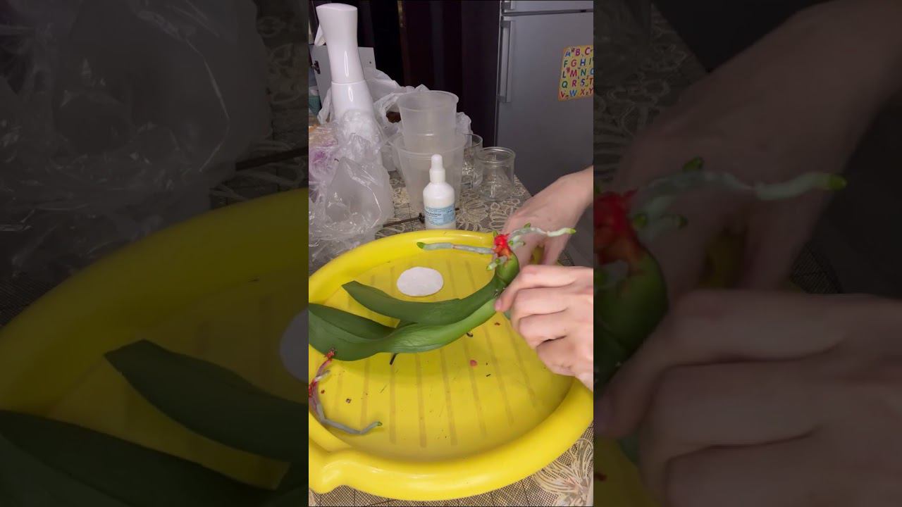Чудесные орхидеи!