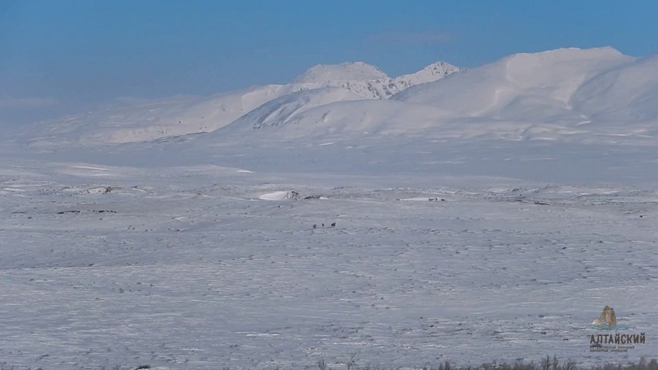 Лоси Алтайского заповедника