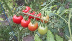 Обзор томата Спрут F1 сливка малиновый