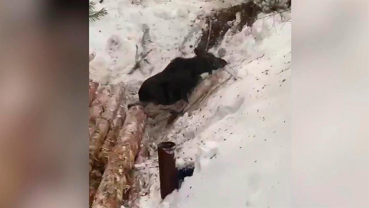 В Якутии спасли лосенка, который вместе с мамой провалился в яму для заготовки леса