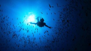 Подводная охота в Черном море. Лучшие моменты 2022,