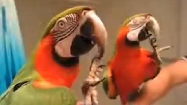 Любуется собой и еще успевает общаться с другим попугаем смотреть онлайн